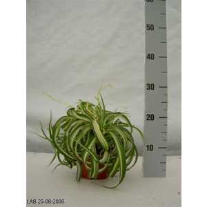 Chlorophytum Bonnie