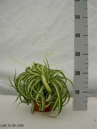 Chlorophytum Bonnie