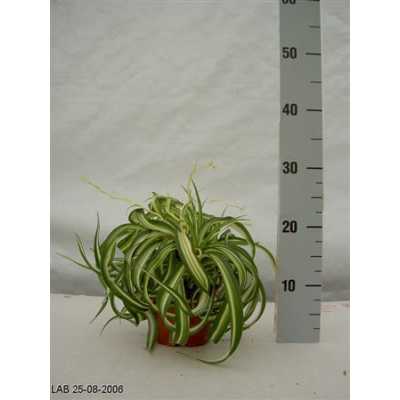 Chlorophytum Bonnie