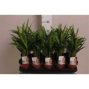 Chrysalidocarpus Areca