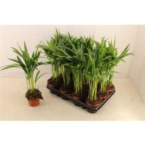 Chrysalidocarpus Areca