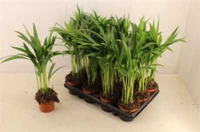 Chrysalidocarpus Areca
