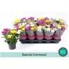 Chrysanth Carnaval
