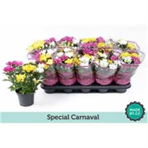 Chrysanth Carnaval