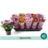 Chrysanth Mix 2 Kleurig