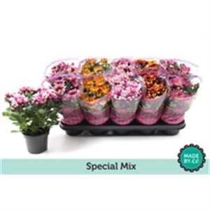 Chrysanth Mix 2 Kleurig