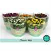 Chrysanth Mix