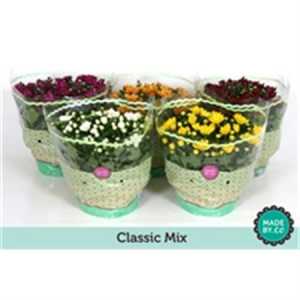 Chrysanth Mix