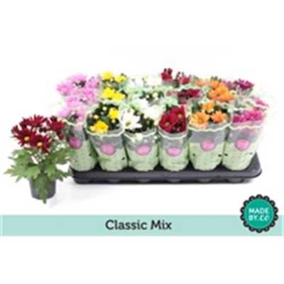 Chrysanth Mix