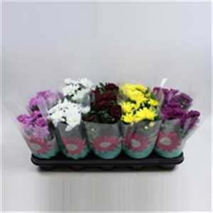 Chrysanth Mix Gevuld