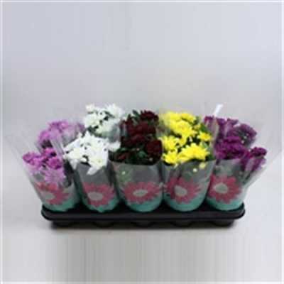 Chrysanth Mix Gevuld
