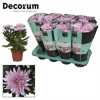 Chrysanth Zembla Pink