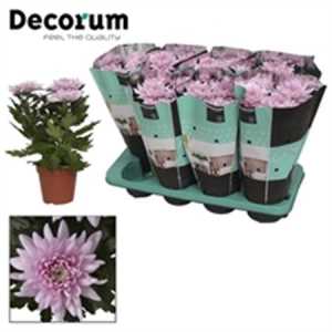 Chrysanth Zembla Pink