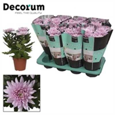 Chrysanth Zembla Pink
