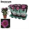 Chrysanth Zembla Purple
