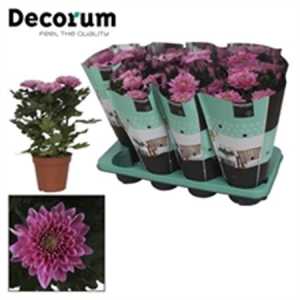 Chrysanth Zembla Purple