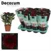 Chrysanth Zembla Red