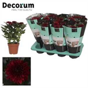 Chrysanth Zembla Red