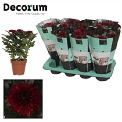 Chrysanth Zembla Red