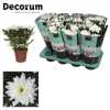 Chrysanth Zembla White