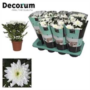 Chrysanth Zembla White