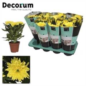 Chrysanth Zembla Yellow