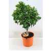 Citrus Calamondin Op Stam