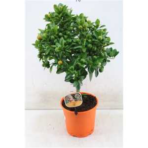 Citrus Calamondin Op Stam
