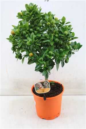 Citrus Calamondin Op Stam