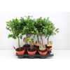 Citrus Calamondin Stam