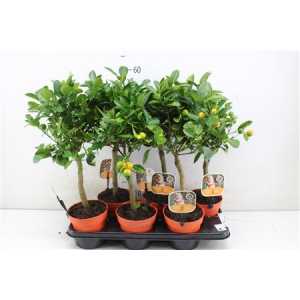 Citrus Calamondin Stam