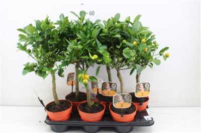 Citrus Calamondin Stam