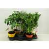Algarve Mix Citrus & Olea Rack/stem