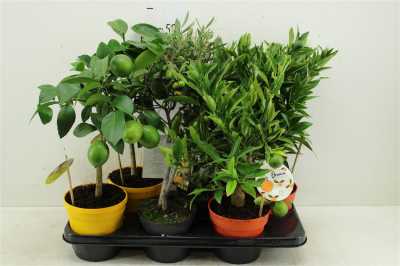 Algarve Mix Citrus & Olea Rack/stem