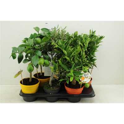 Algarve Mix Citrus & Olea Rack/stem
