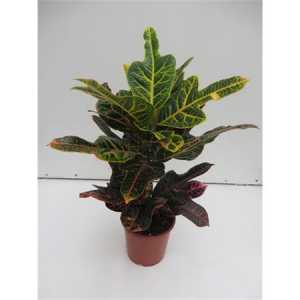 Codiaeum Excellent
