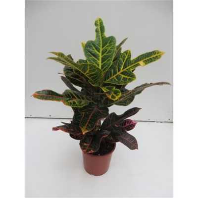 Codiaeum Excellent