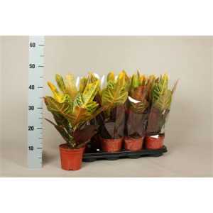 Codiaeum Excellent