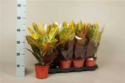 Codiaeum Excellent