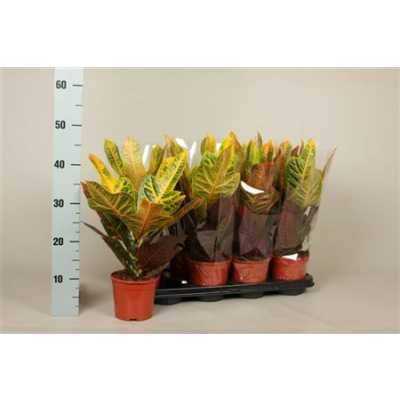 Codiaeum Excellent