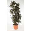 Codiaeum Mammi Vertakt P48