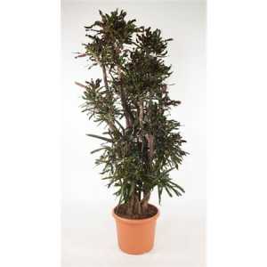 Codiaeum Mammi Vertakt P48