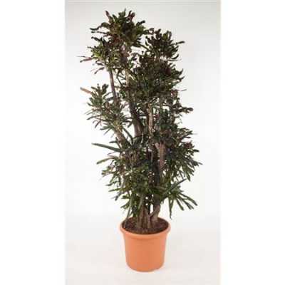 Codiaeum Mammi Vertakt P48