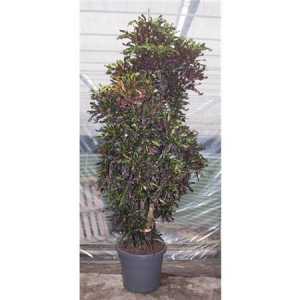 Codiaeum Mammi Vertakt P58