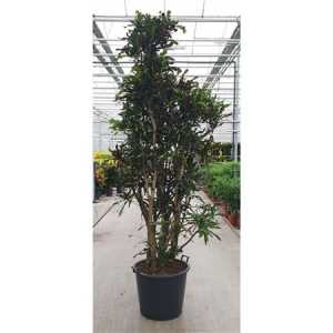 Codiaeum Mammi Vertakt P60-290