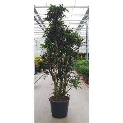 Codiaeum Mammi Vertakt P60-290