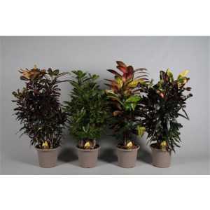 Codiaeum Mix Vertakt