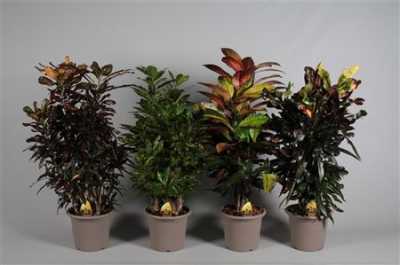 Codiaeum Mix Vertakt