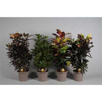 Codiaeum Mix Vertakt