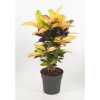 Codiaeum Mrs Iceton Vertakt P21